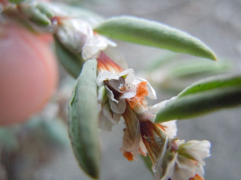 Polygonum maritimum